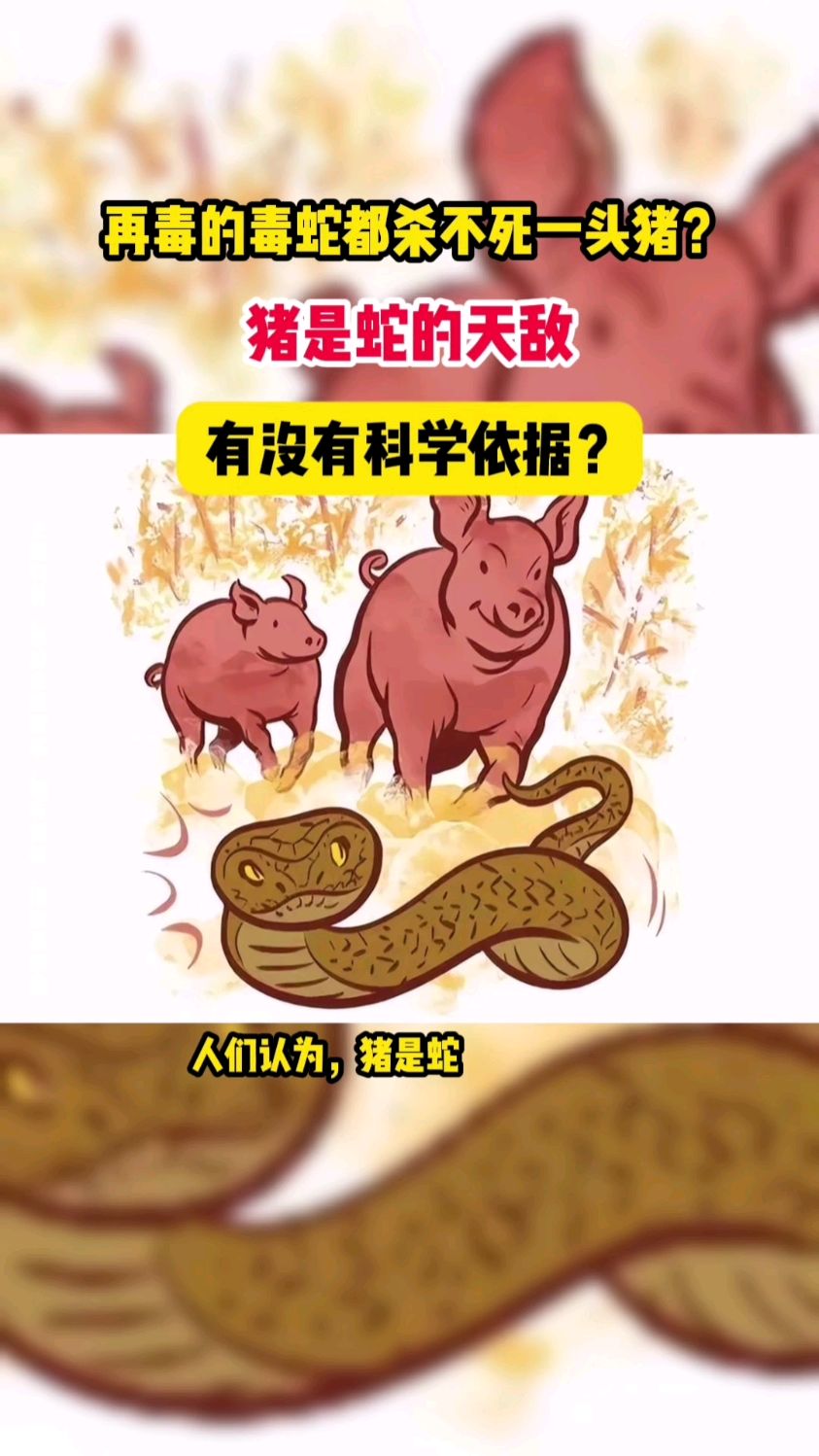 再毒的毒蛇都杀不死一头猪?猪是蛇的天敌,有没有科学依据?