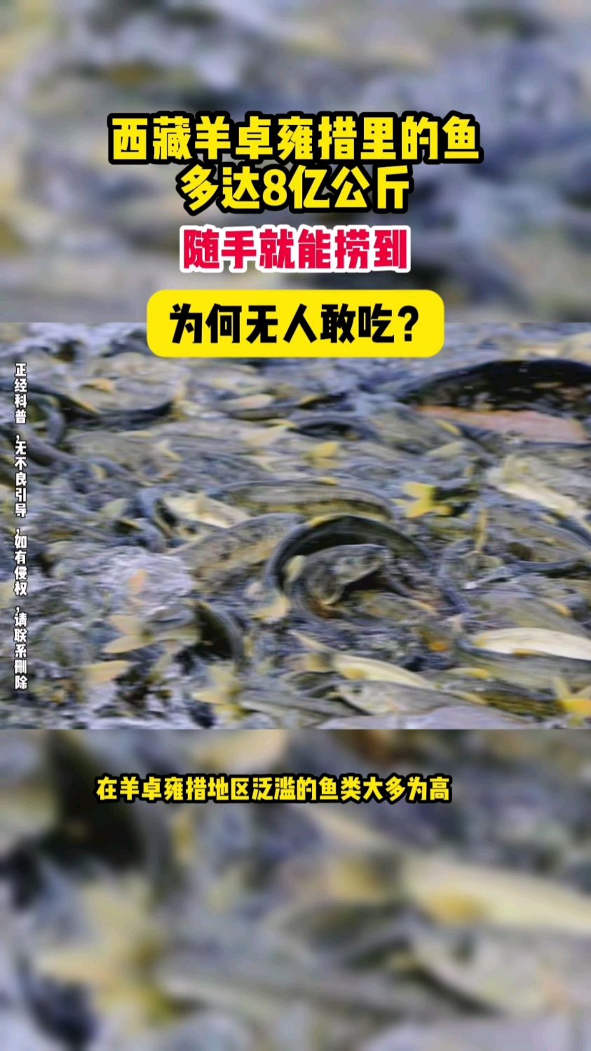 西藏羊卓雍措里的鱼多达8亿公斤,随手就能捞到,为何无人敢吃?