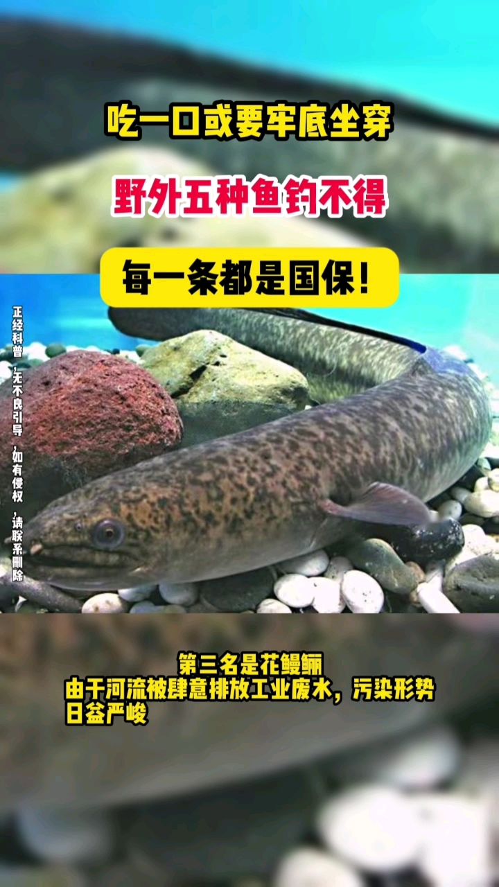 吃一口或要牢底坐穿,野外五种鱼钓不得,每一条都是国保!
