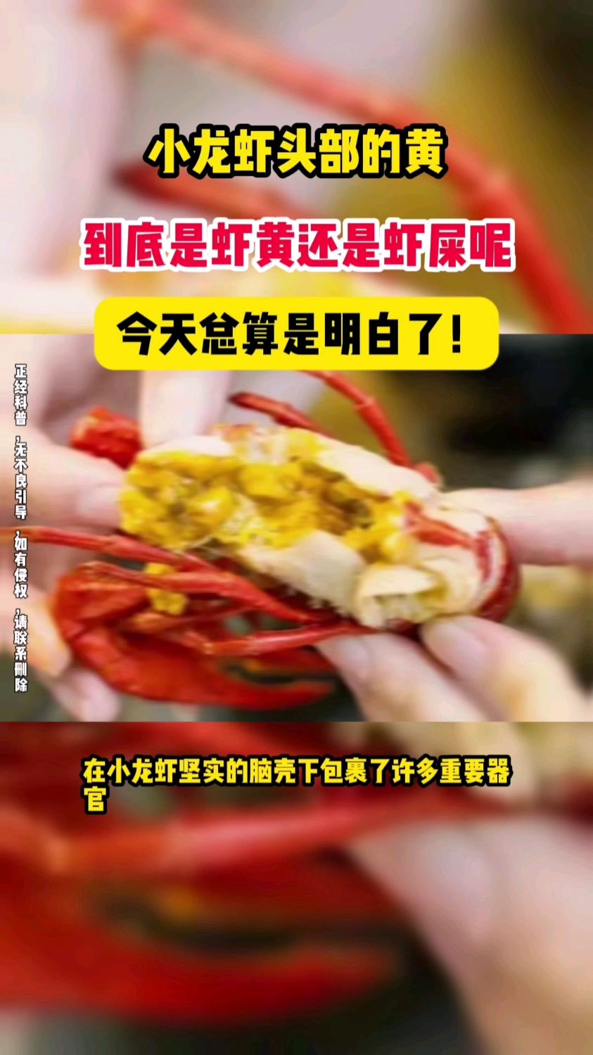 小龙虾头部的黄,到底是虾黄还是虾屎呢?今天总算是明白了!