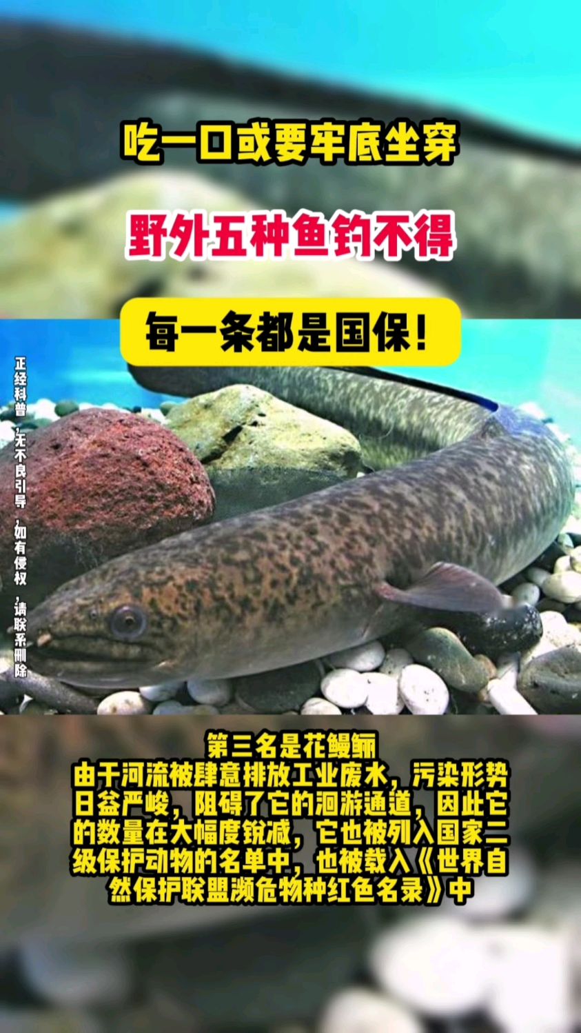 吃一口或要牢底坐穿,野外五种鱼钓不得,每一条都是国保!