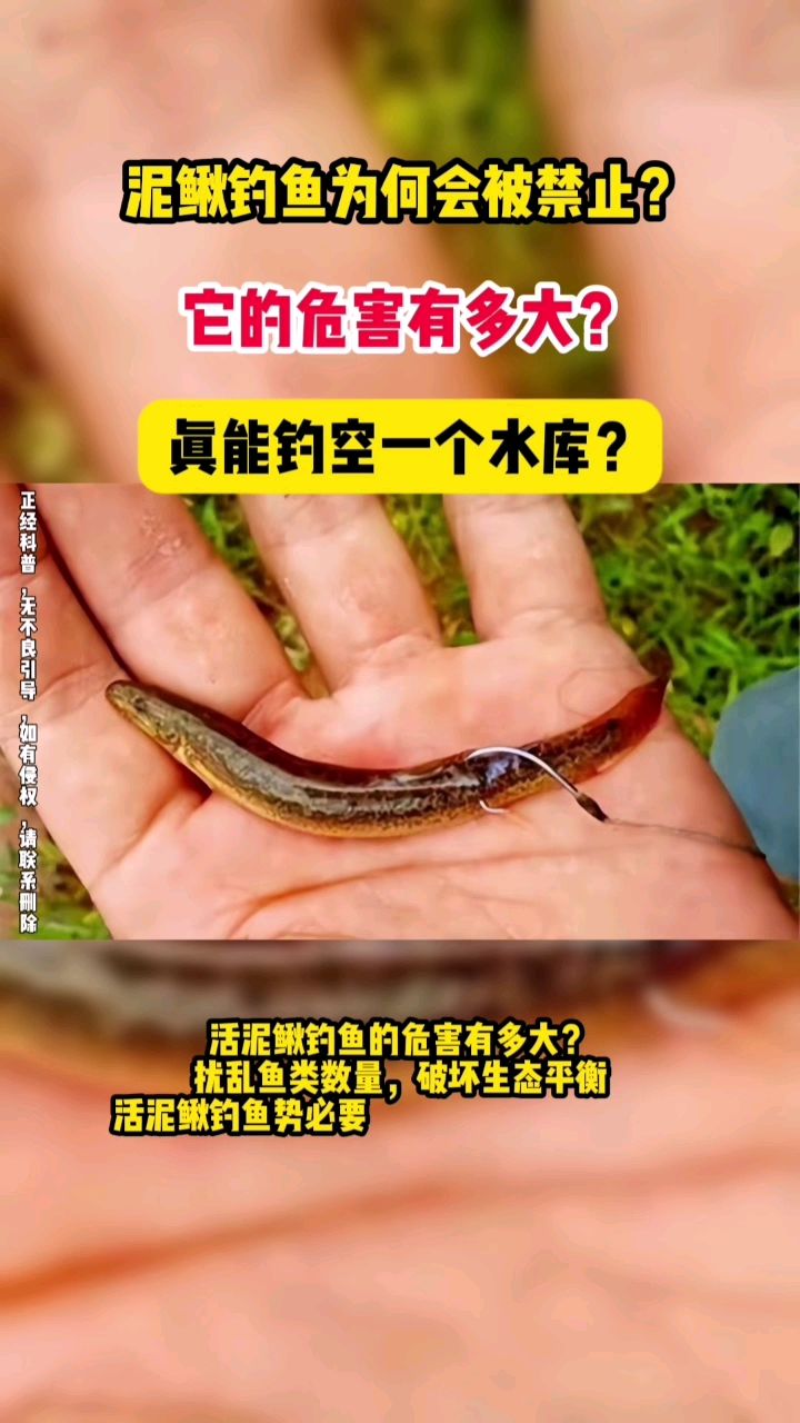 “泥鳅钓鱼”为何会被禁止?它的危害有多大?真能钓空一个水库?