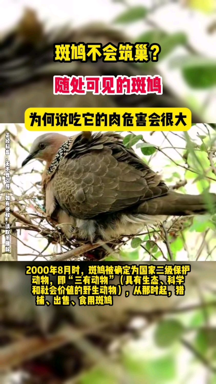 斑鸠不会筑巢?随处可见的斑鸠,为何说吃它的肉危害会很大?