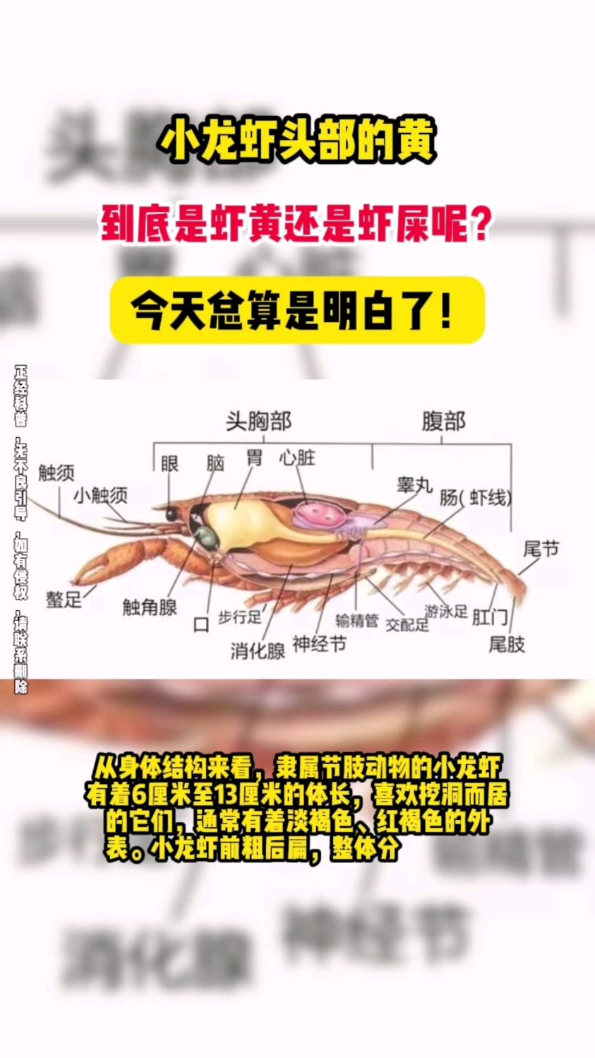 小龙虾头部的黄,到底是虾黄还是虾屎呢?今天总算是明白了!