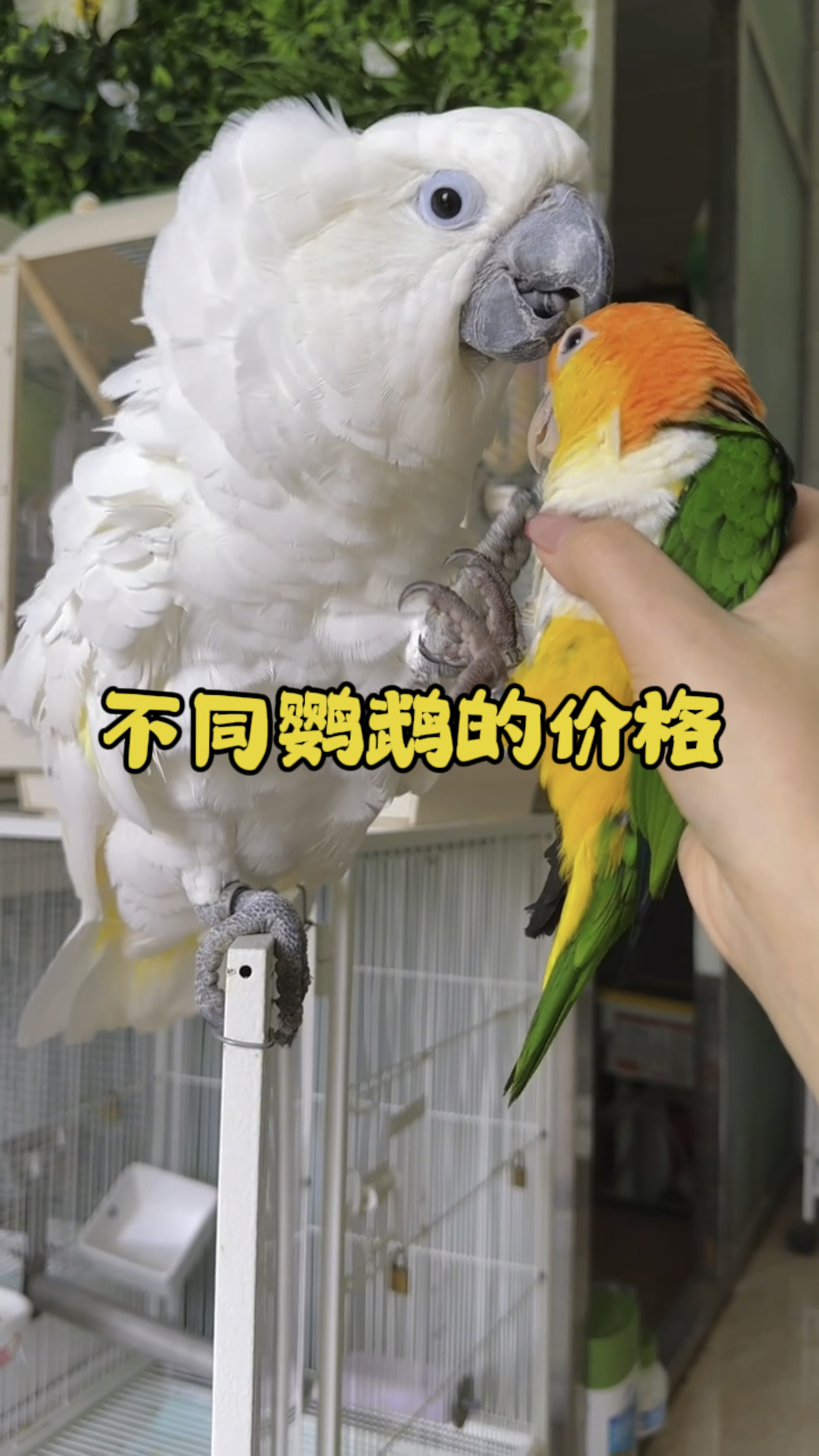 不同鹦鹉的不同价格
