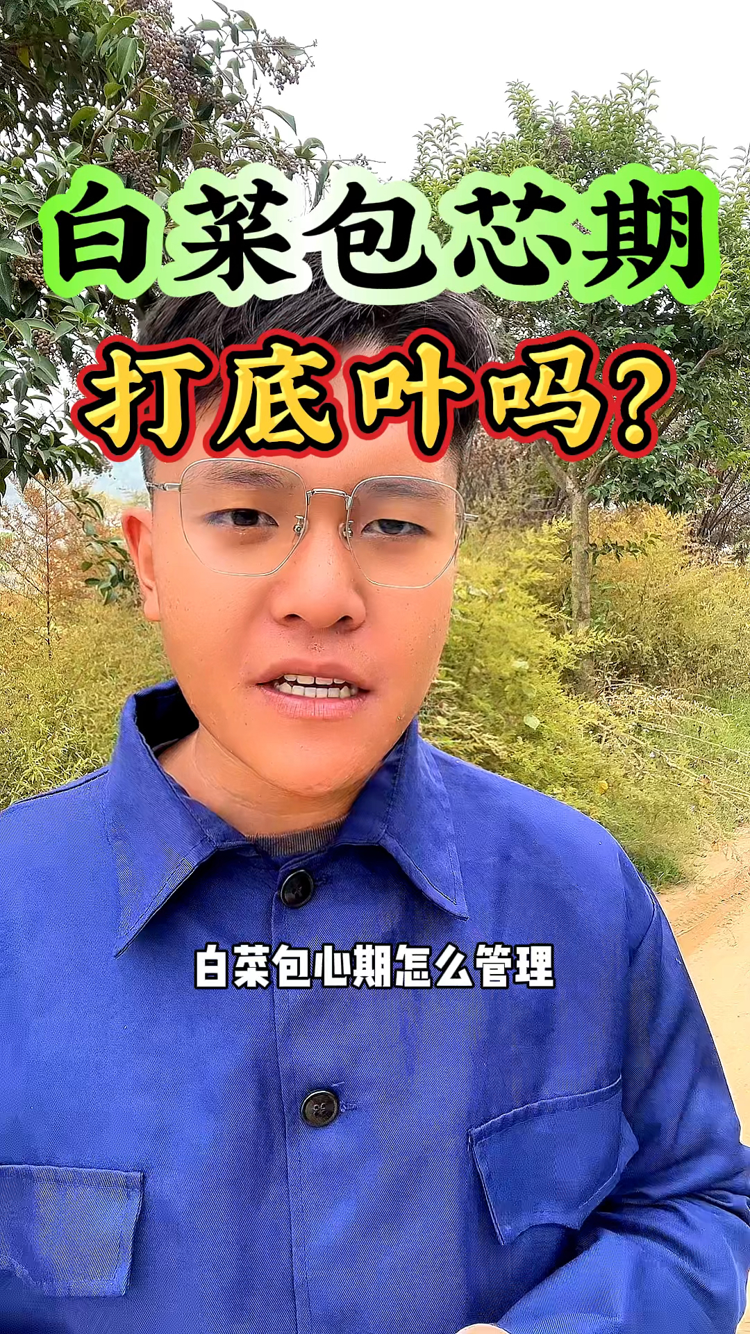 白菜包芯期该如何管理,要不要打去底叶呢