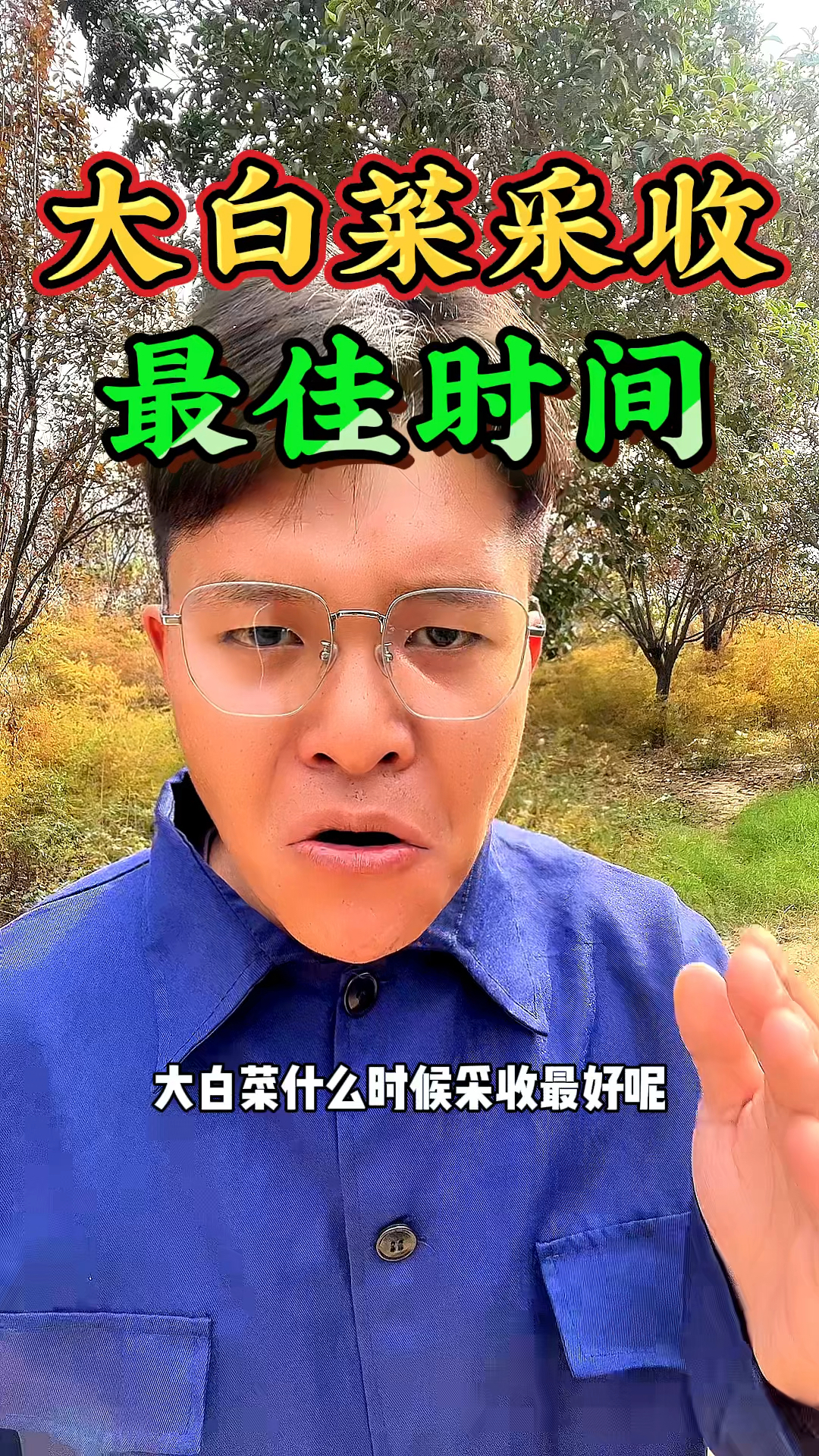 大白菜采收的最佳时间是什么时候呢