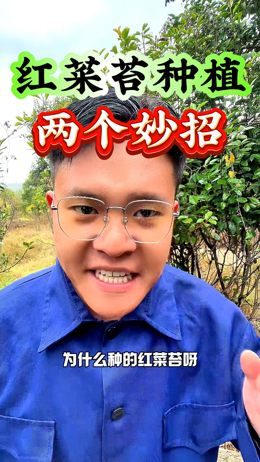 为什么种的红菜苔只长叶不抽苔呢,分享两个妙招