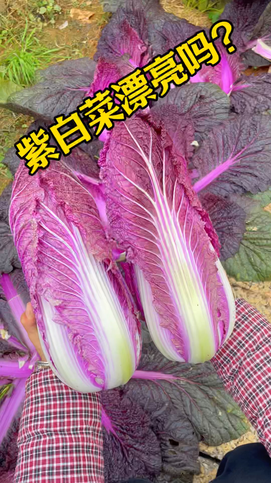 这款紫色大白菜有没有惊艳到你呀,颜色很漂亮口感还很清甜