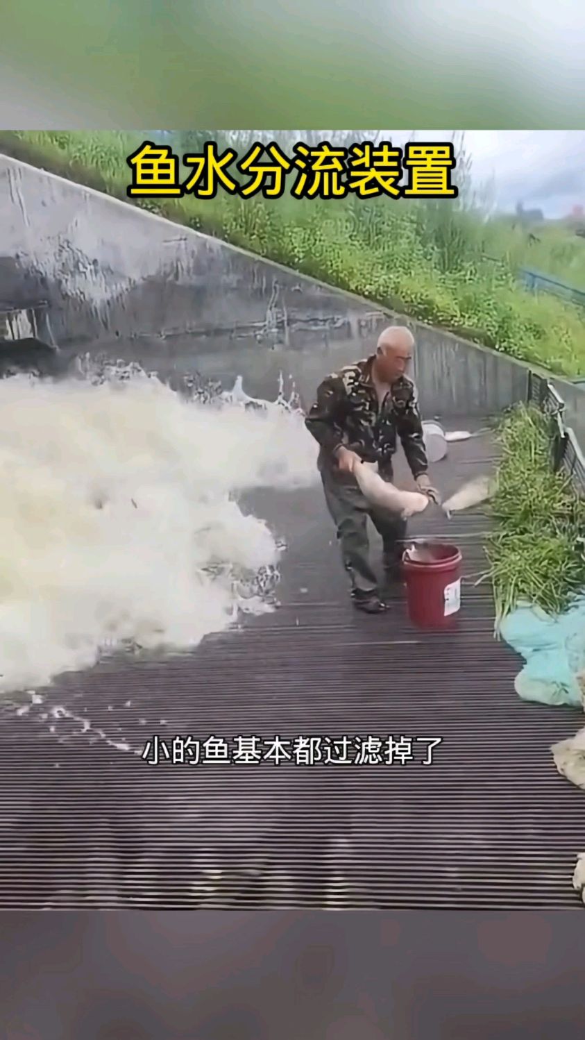 鱼水分流的装置,根本捡不完