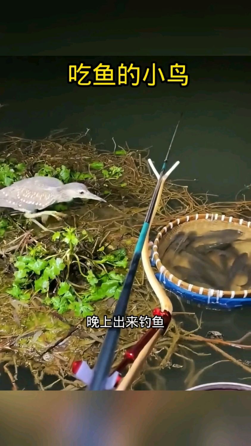 吃鱼的小鸟,胆子也太大了
