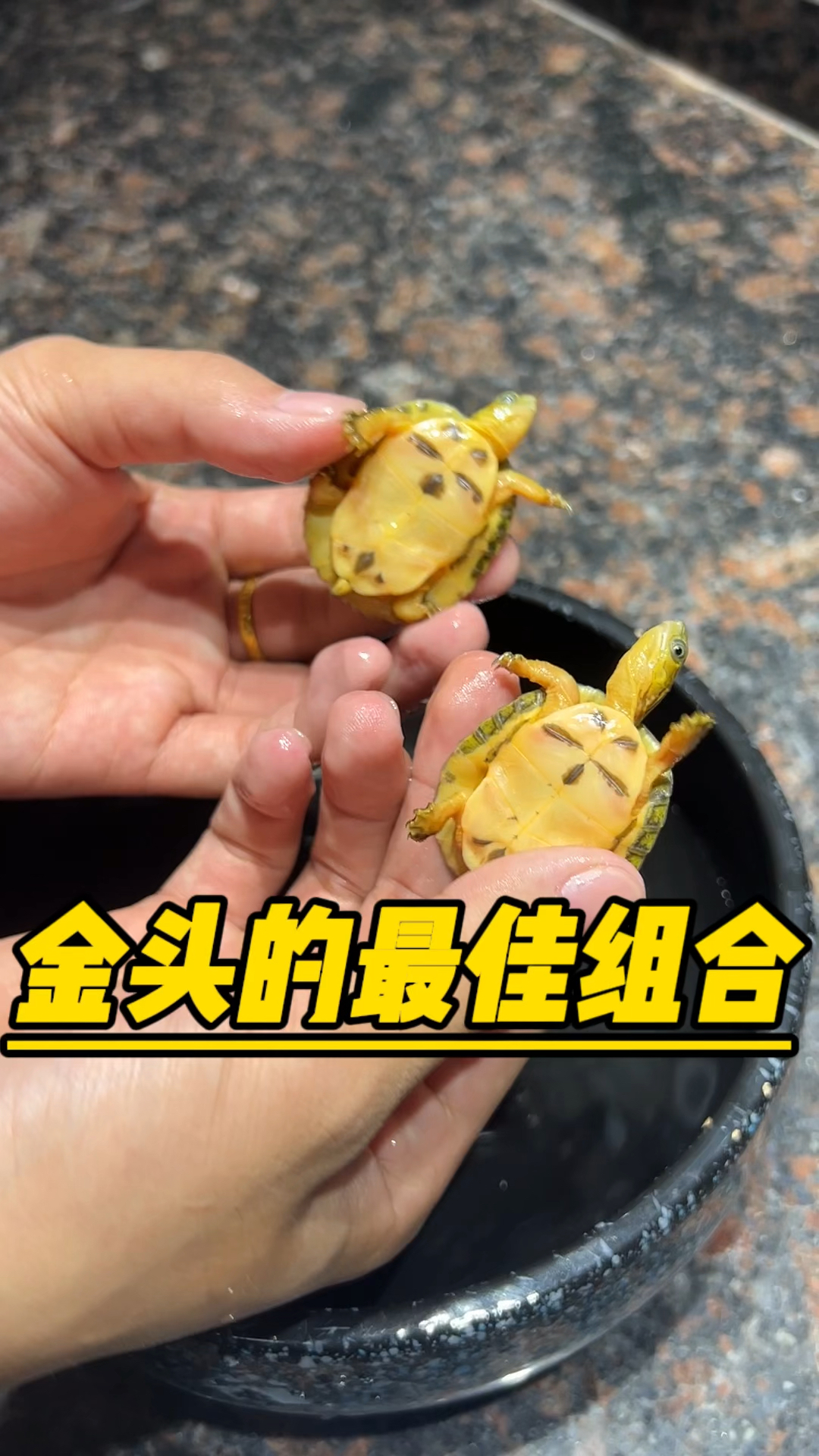 金头最好的品相长什么样子呢?