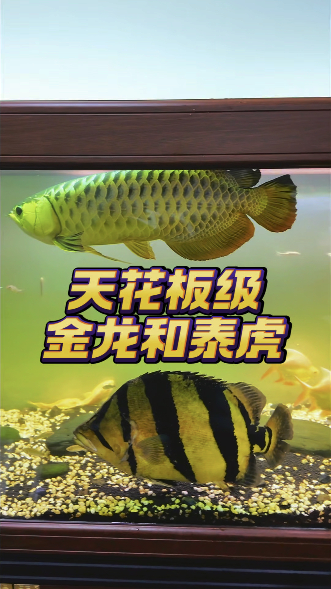 深夜凌晨一二点送货上门广州!天花板级别的超大金龙和泰国虎鱼!