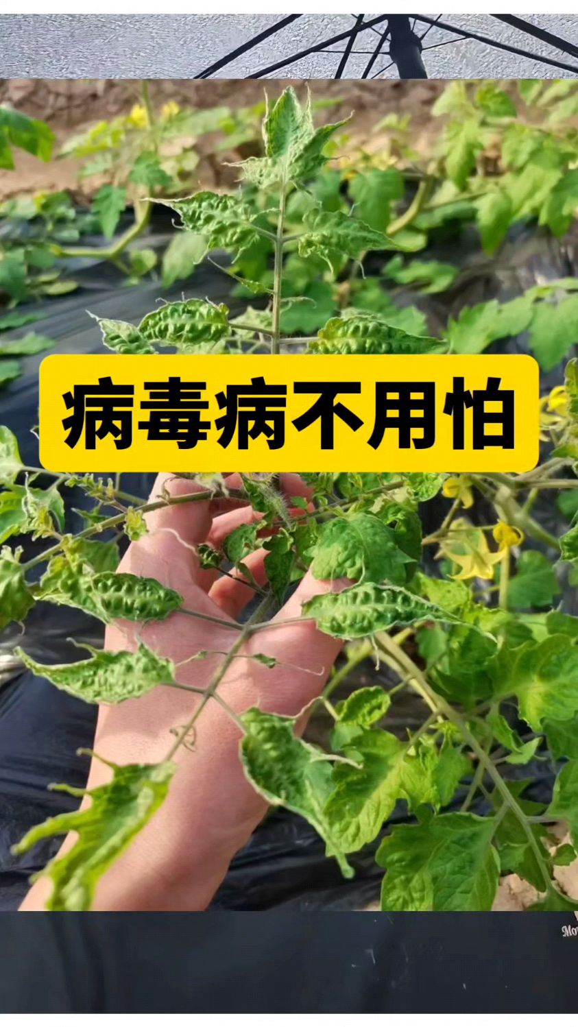 蔬菜农作物病毒病怎么办,有没有特效药