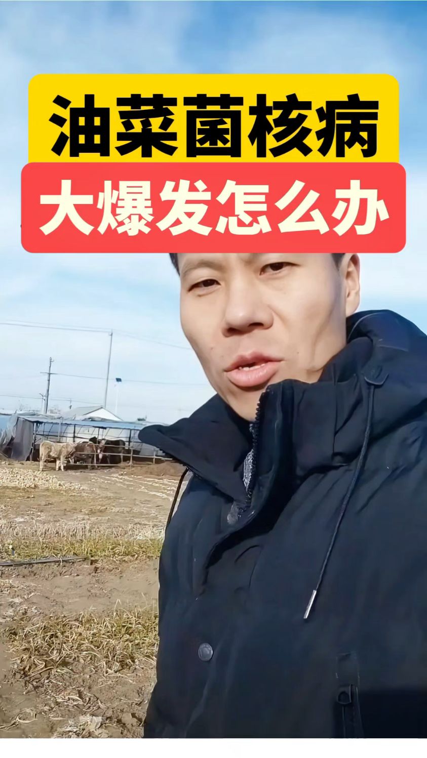 油菜菌核病怎么防治