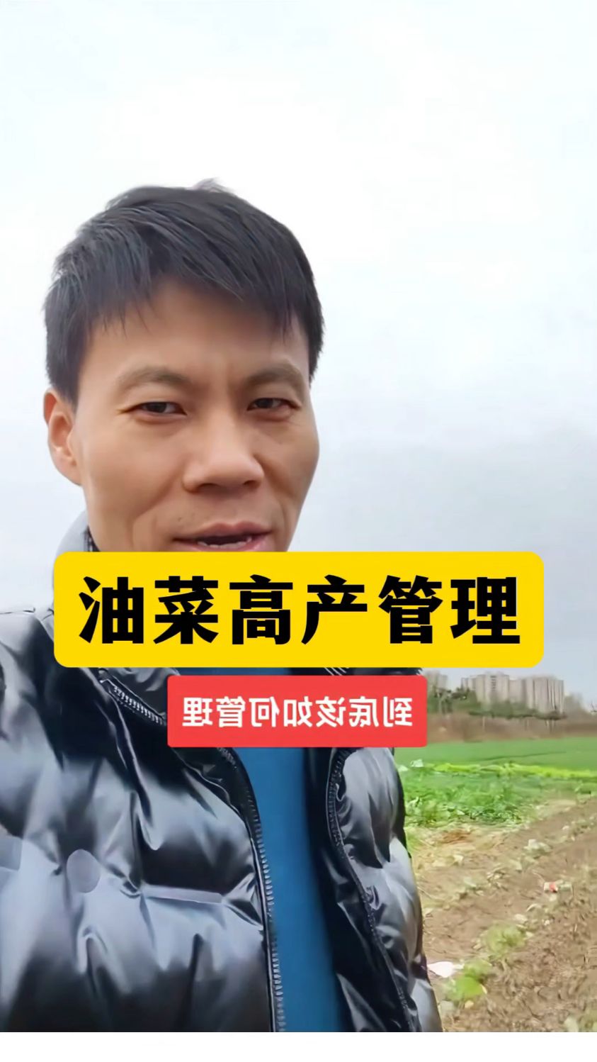 油菜病虫害怎么防治