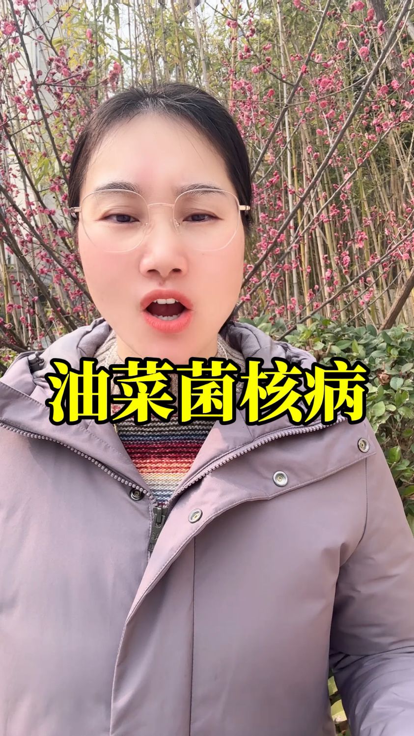 油菜菌核病打什么农药效果好,油菜病虫害怎么防治