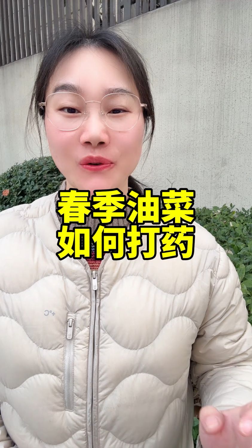 油菜菌核病如何防治,油菜病虫害防治,油菜高产管理技术