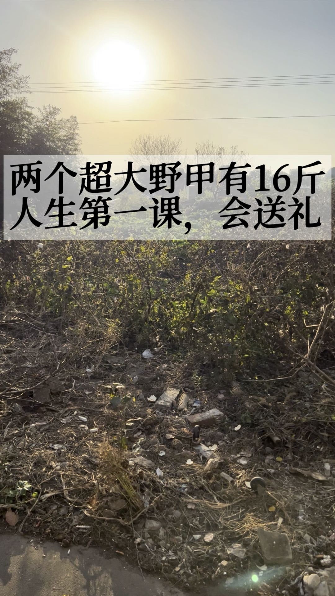 16斤的甲鱼来送礼!