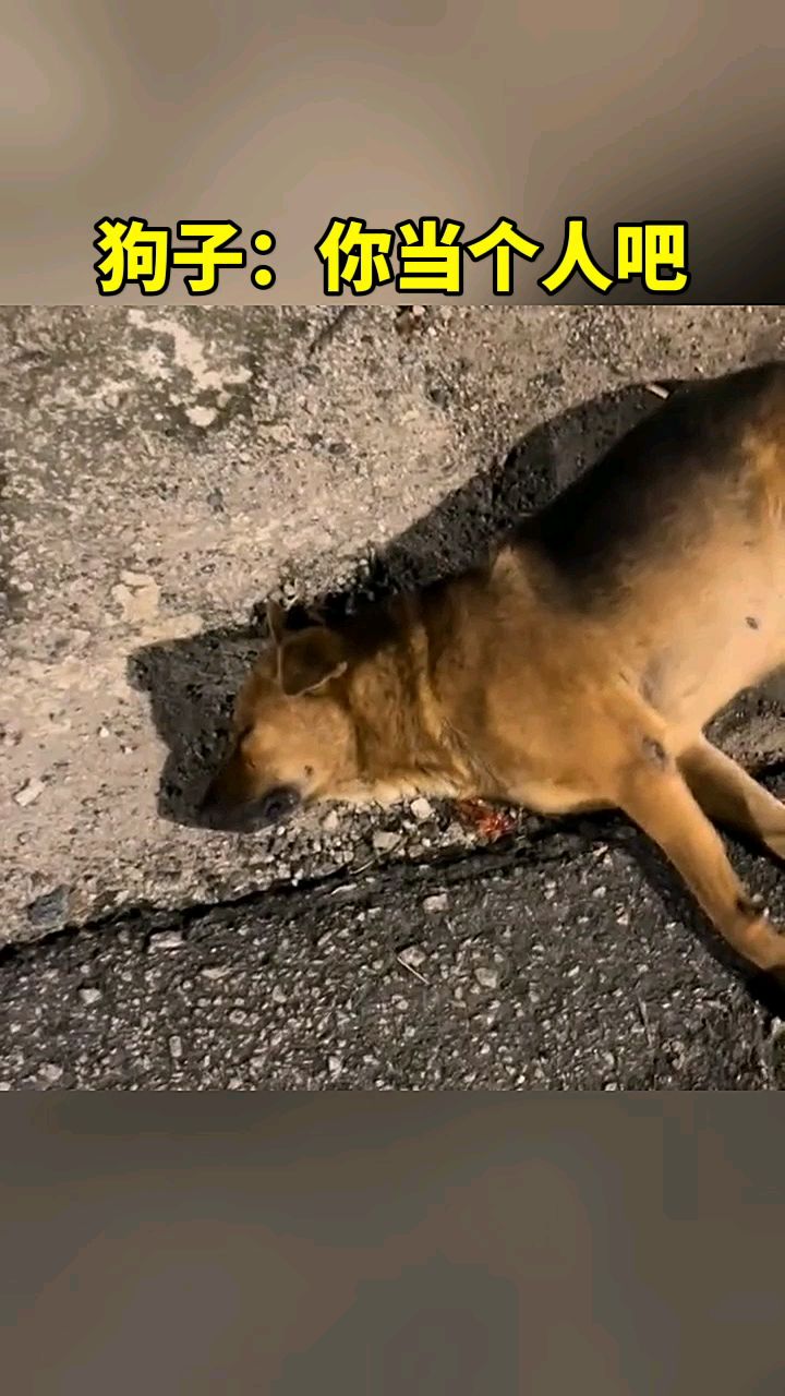 路边睡了一觉,差点被做成狗肉火锅!