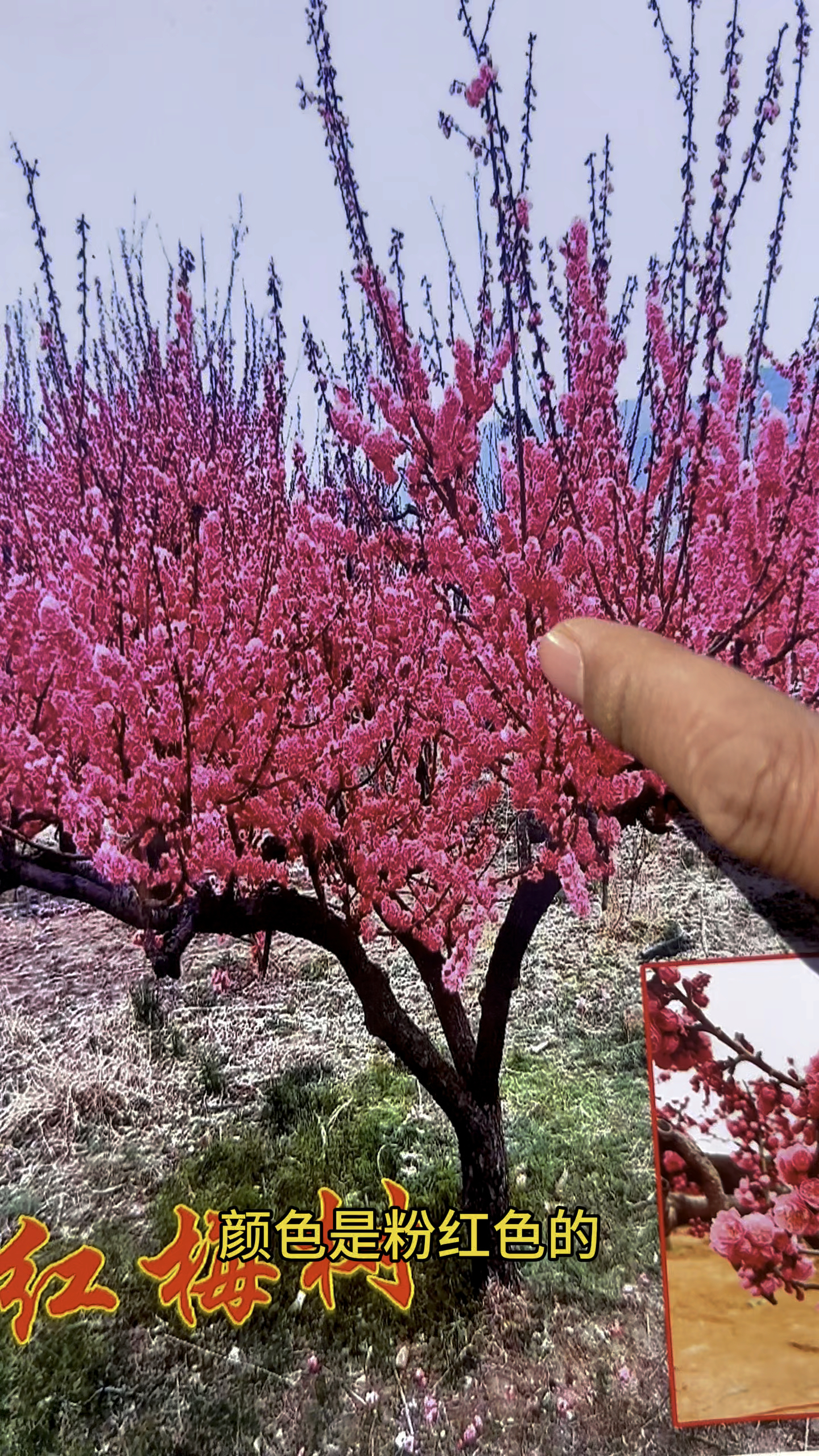 非常适合庭院种植的小型红梅树,树形非常好看的,花量比较大