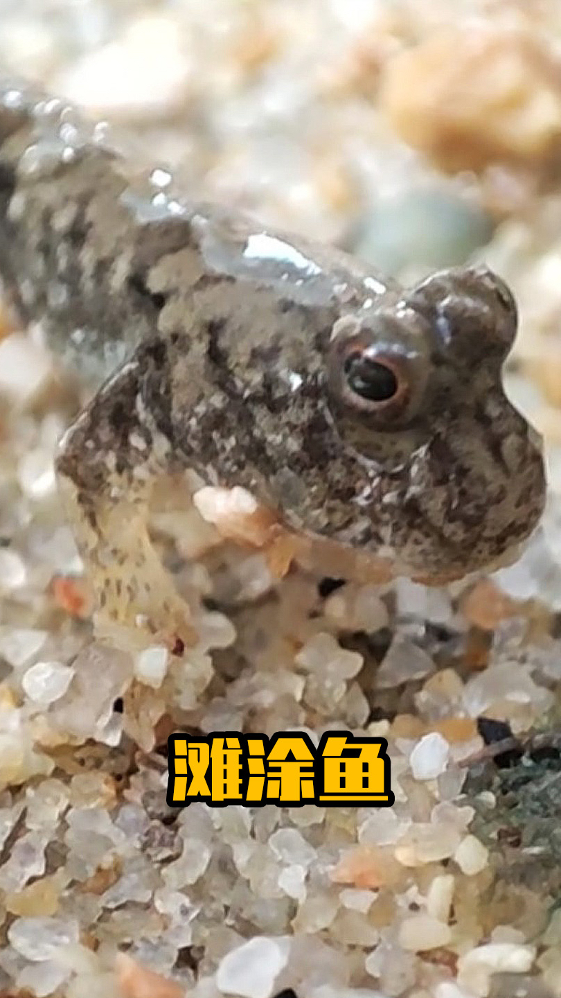 为可爱小鱼搭建别墅