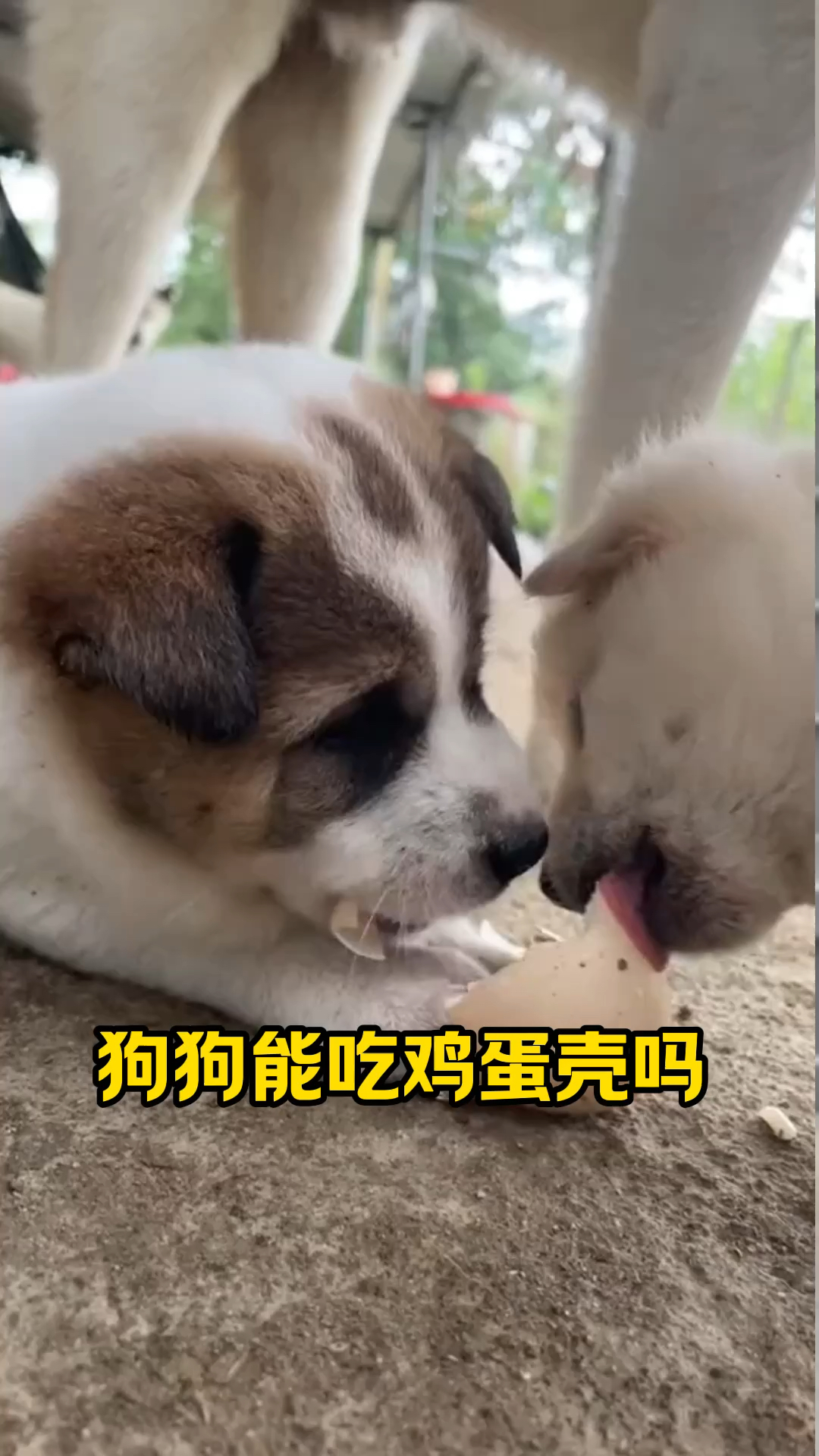 狗狗可以吃鸡蛋壳吗