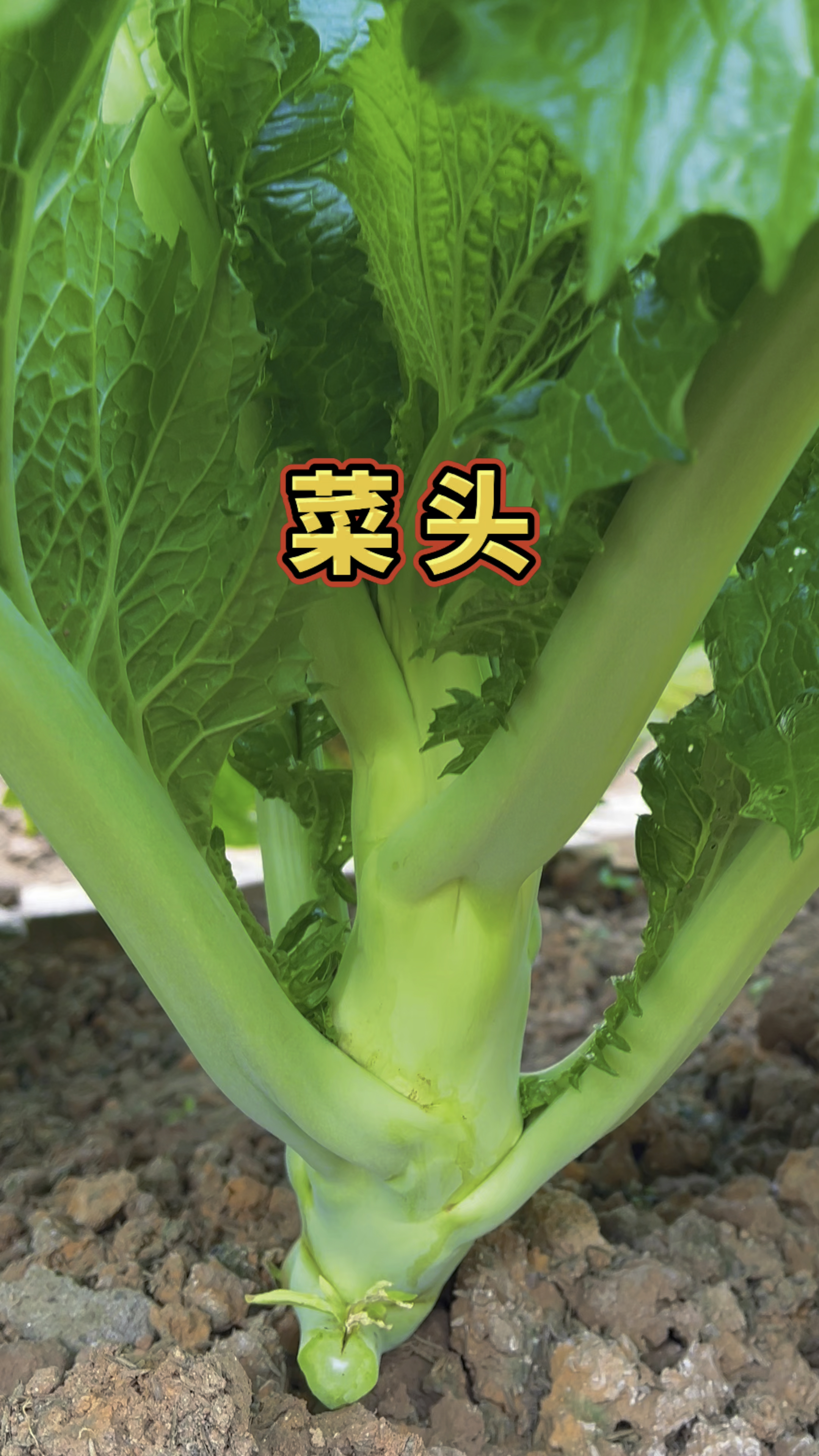你们有见过这么大的菜叶吗?我们叫他菜头,他的学名也叫棒笋芥菜