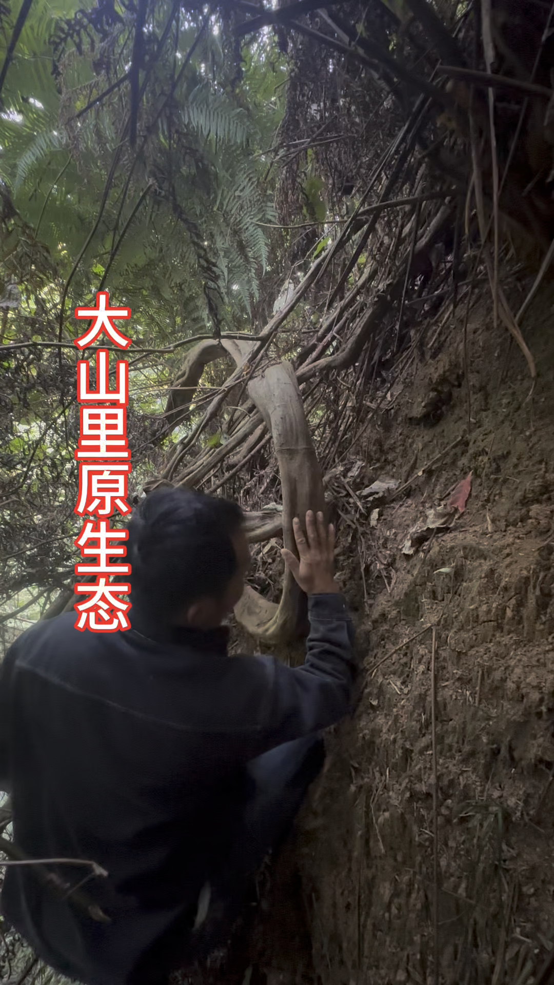 野生鸡血藤,用它泡酒泡茶很好,舒筋活血