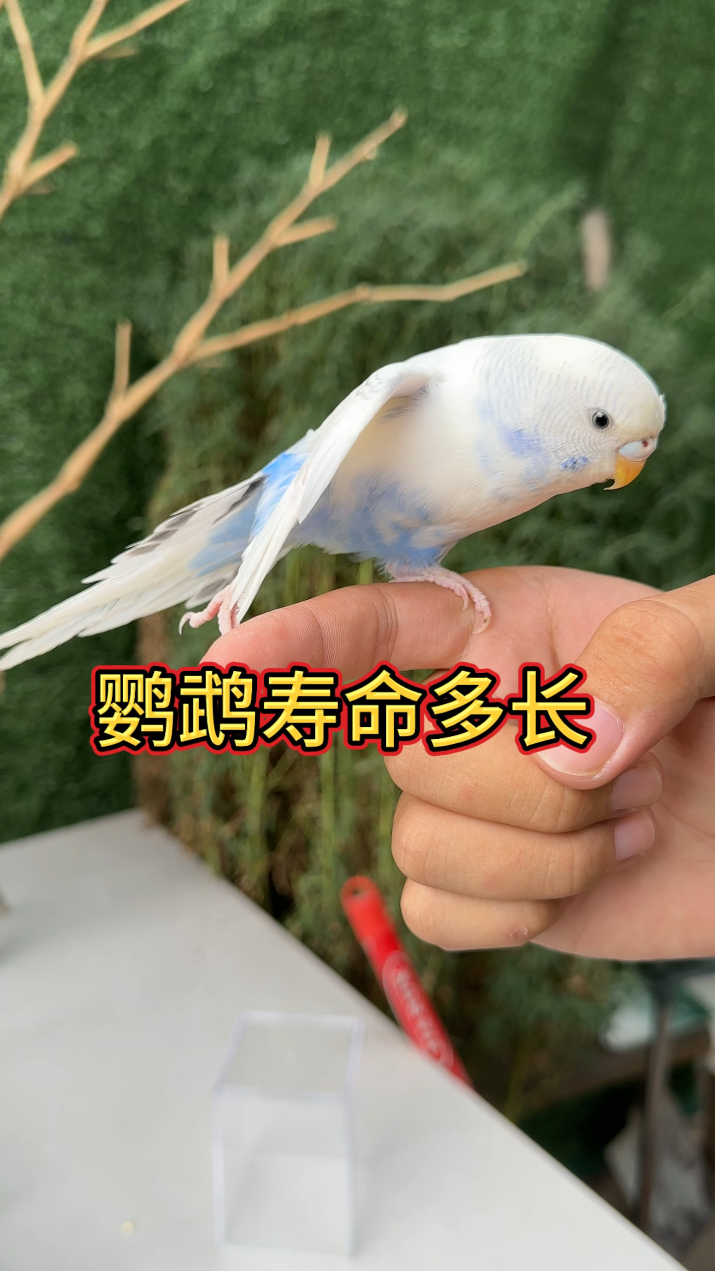 常见鹦鹉寿命有多少知道吗?