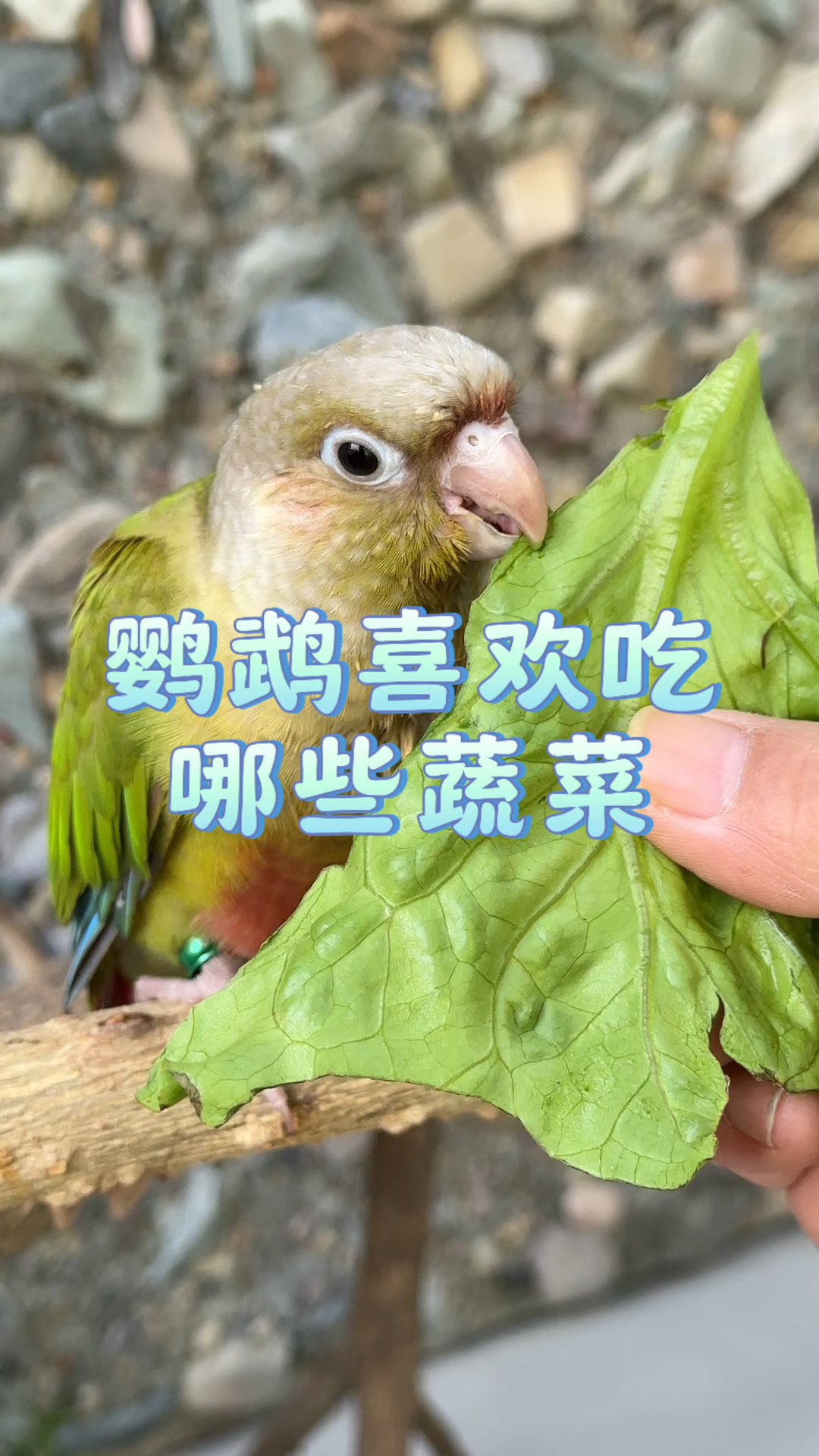 鹦鹉喜欢吃哪些蔬菜
