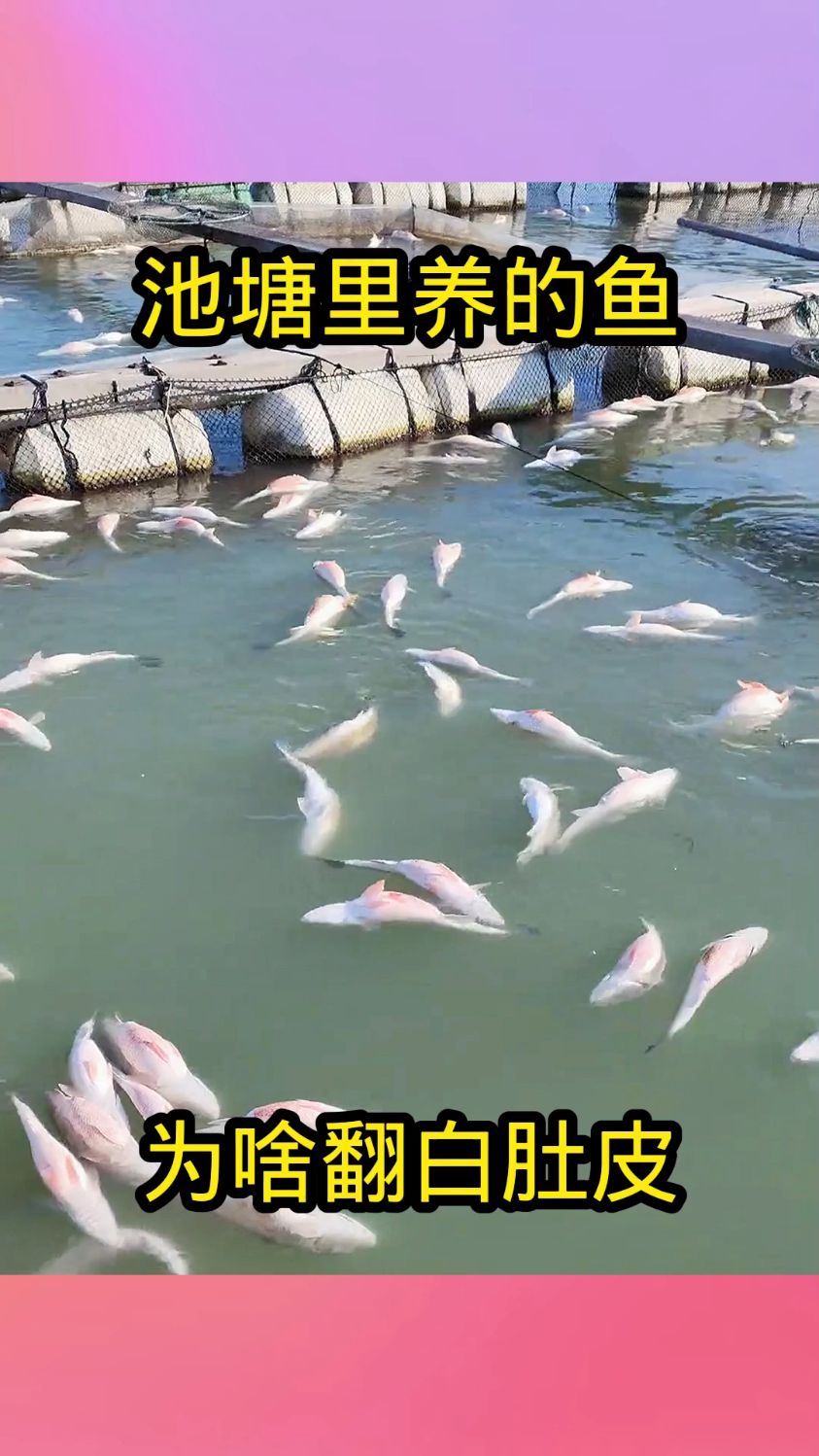 池塘养的鱼,为啥翻肚皮!