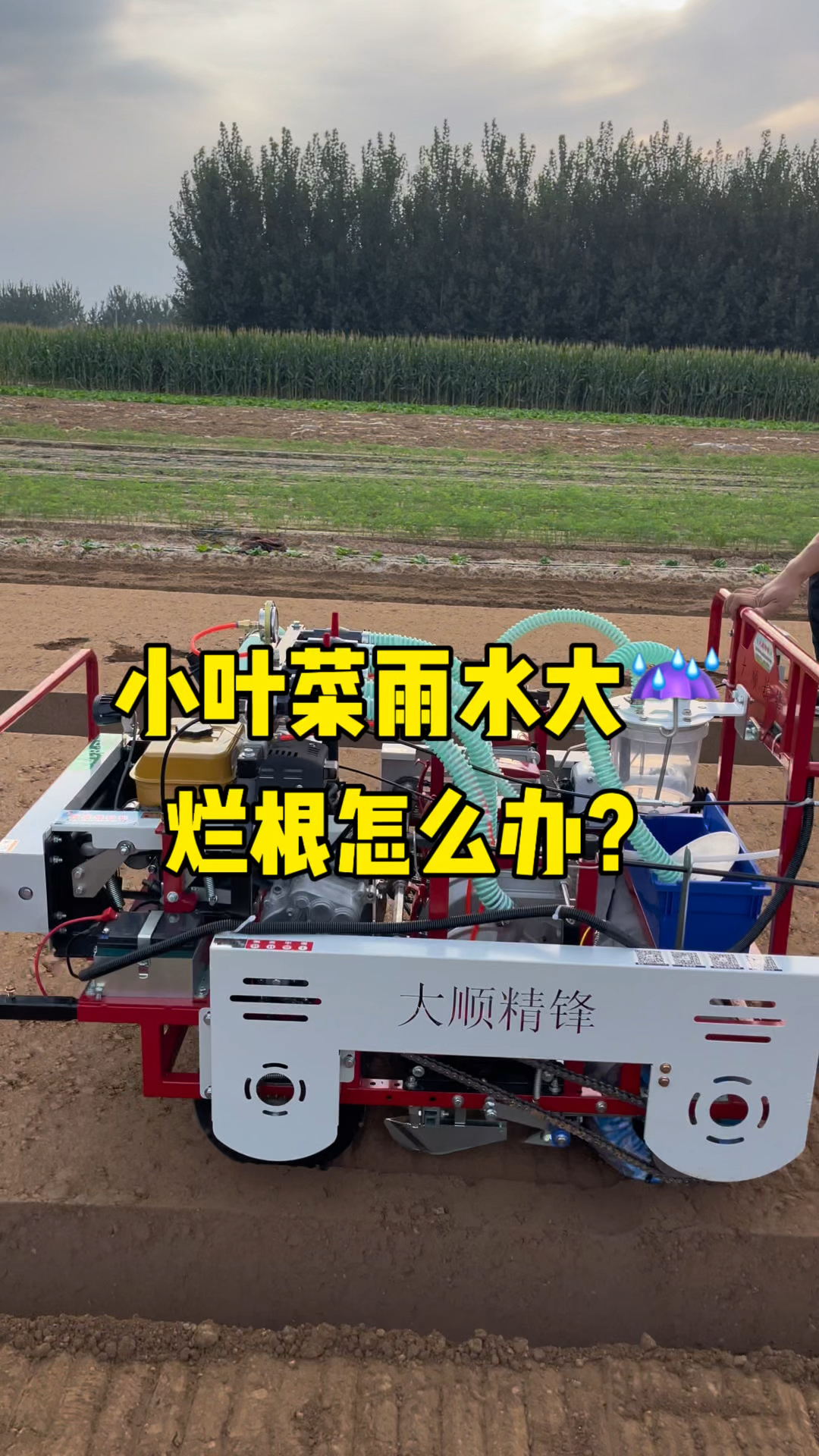 小叶菜雨水大,烂根怎么办?#气吸蔬菜播种机#气吸菠菜香菜播种机