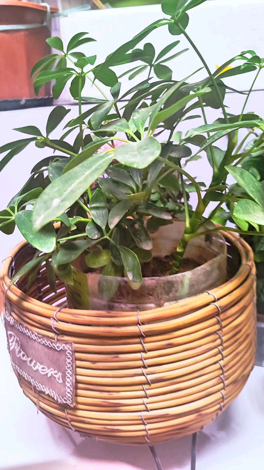 鸭脚木,掰根枝条插土里就可以活