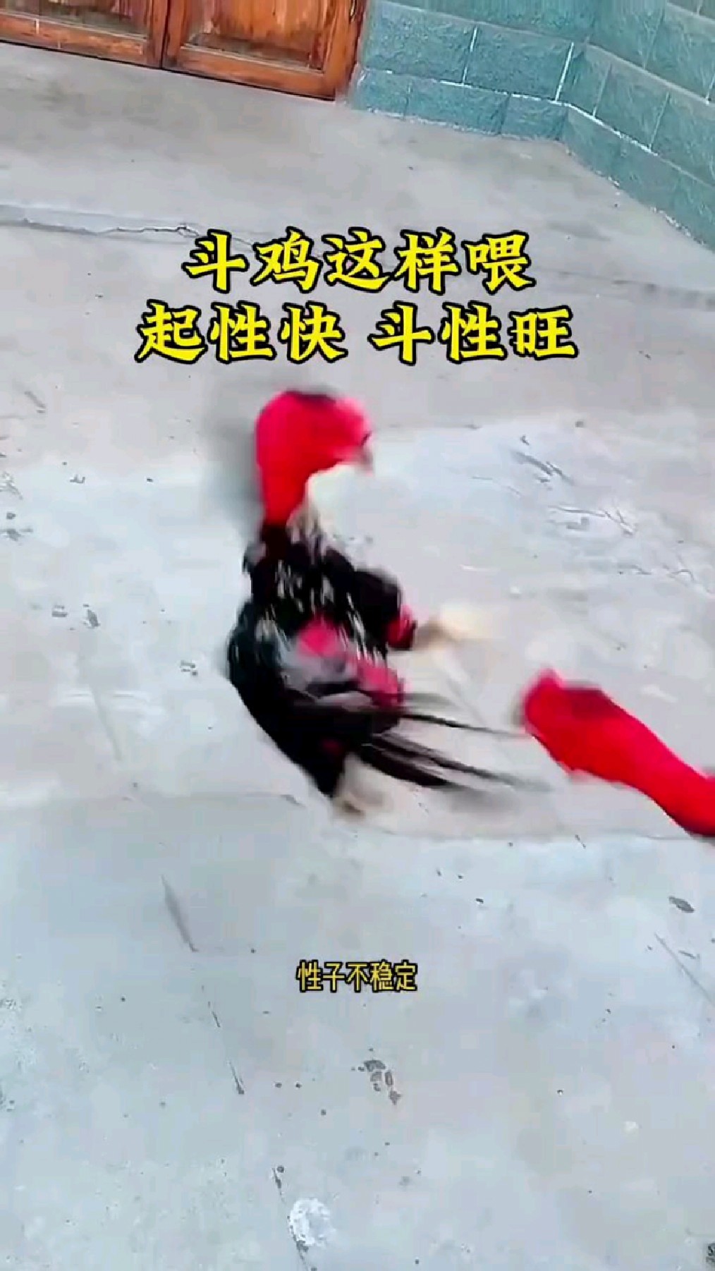 斗鸡这样喂,斗性旺
