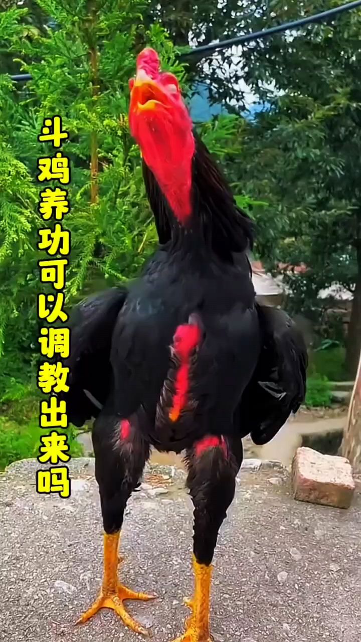 斗鸡的打斗技术怎么训练?