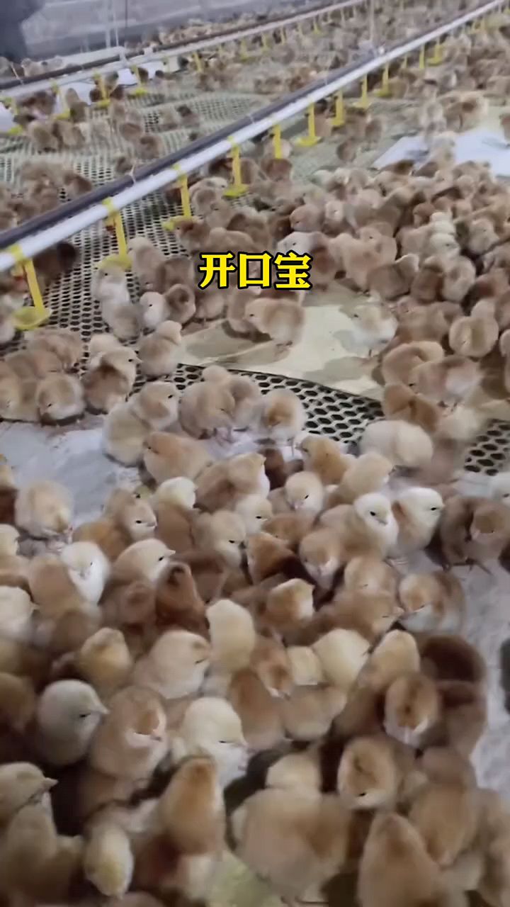 小鸡前10天应该怎么喂?