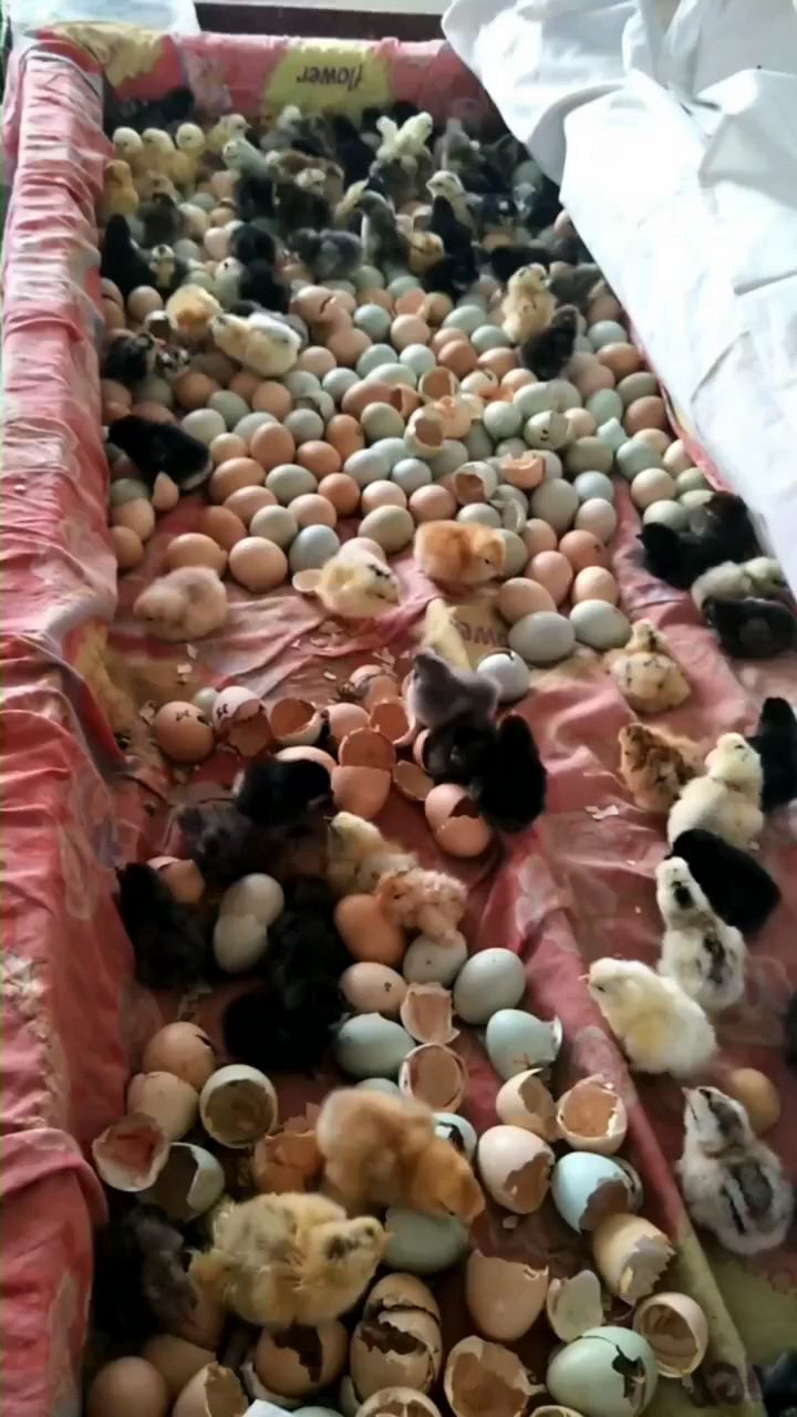 小鸡出壳后怎么喂