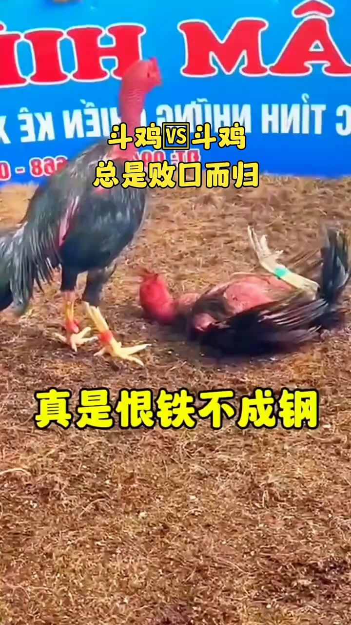 斗鸡打比赛开始了啊