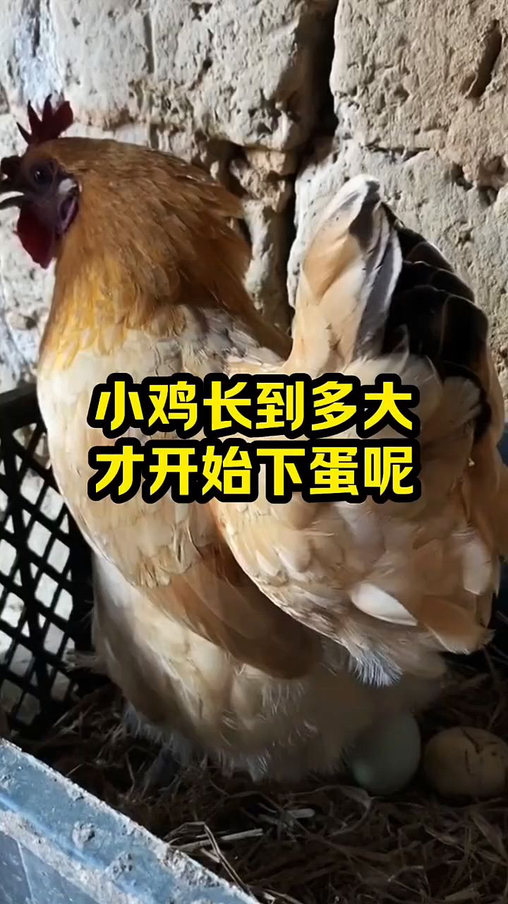 小鸡喂多久才能下蛋