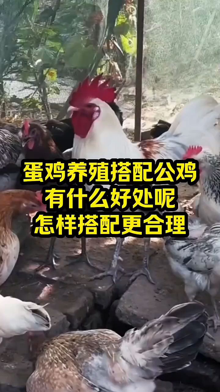 蛋鸡需要搭配公鸡吗?