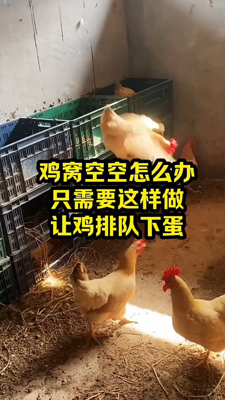 鸡窝都是鸡蛋看看