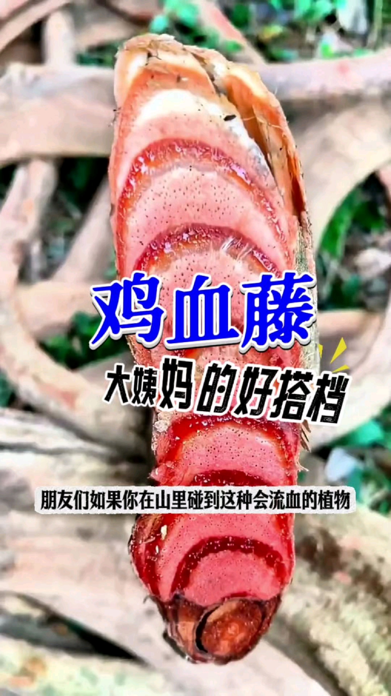 鸡血藤你认识吗?