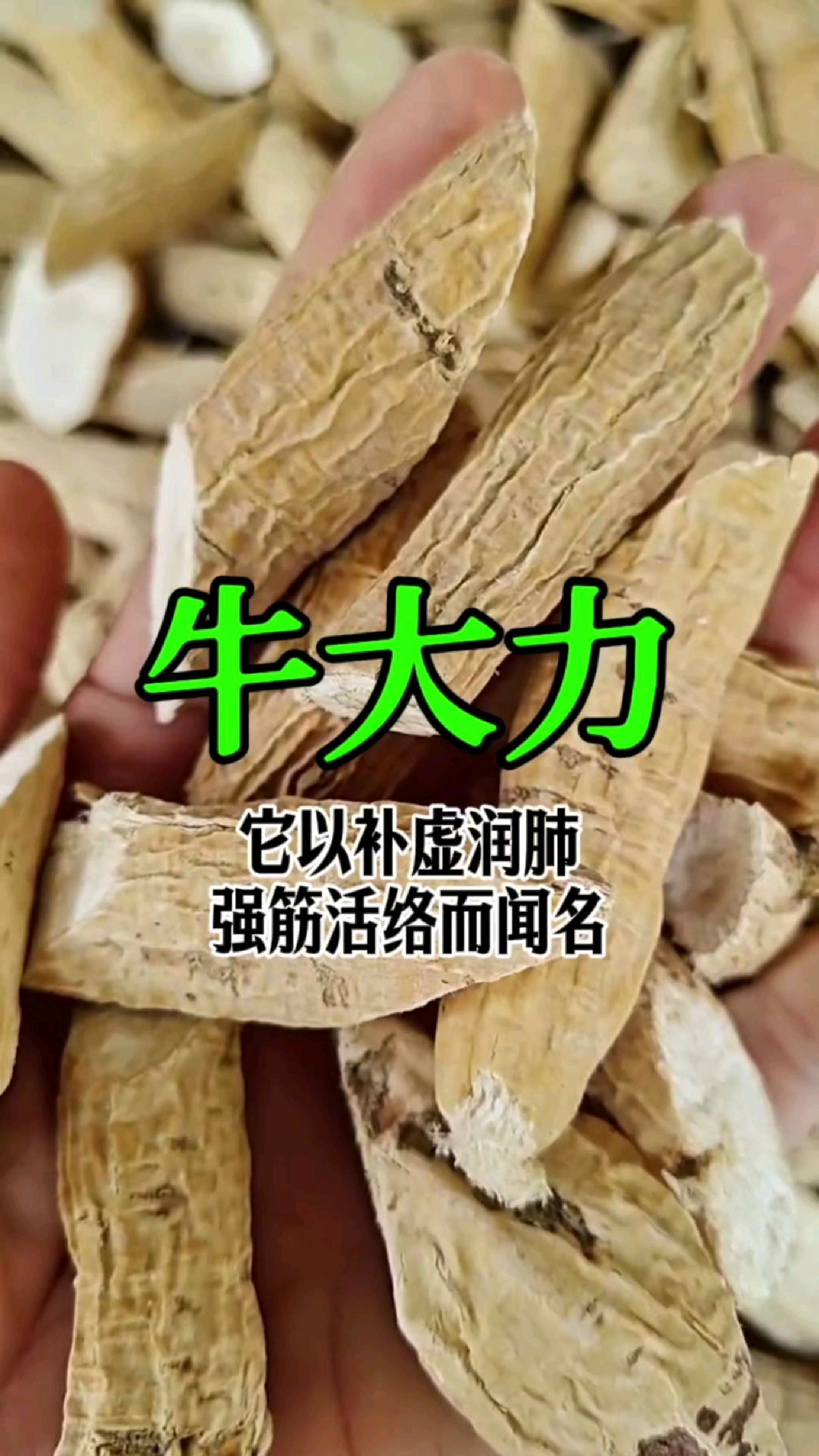 牛大力别名“山莲藕”恢复体力的好帮手