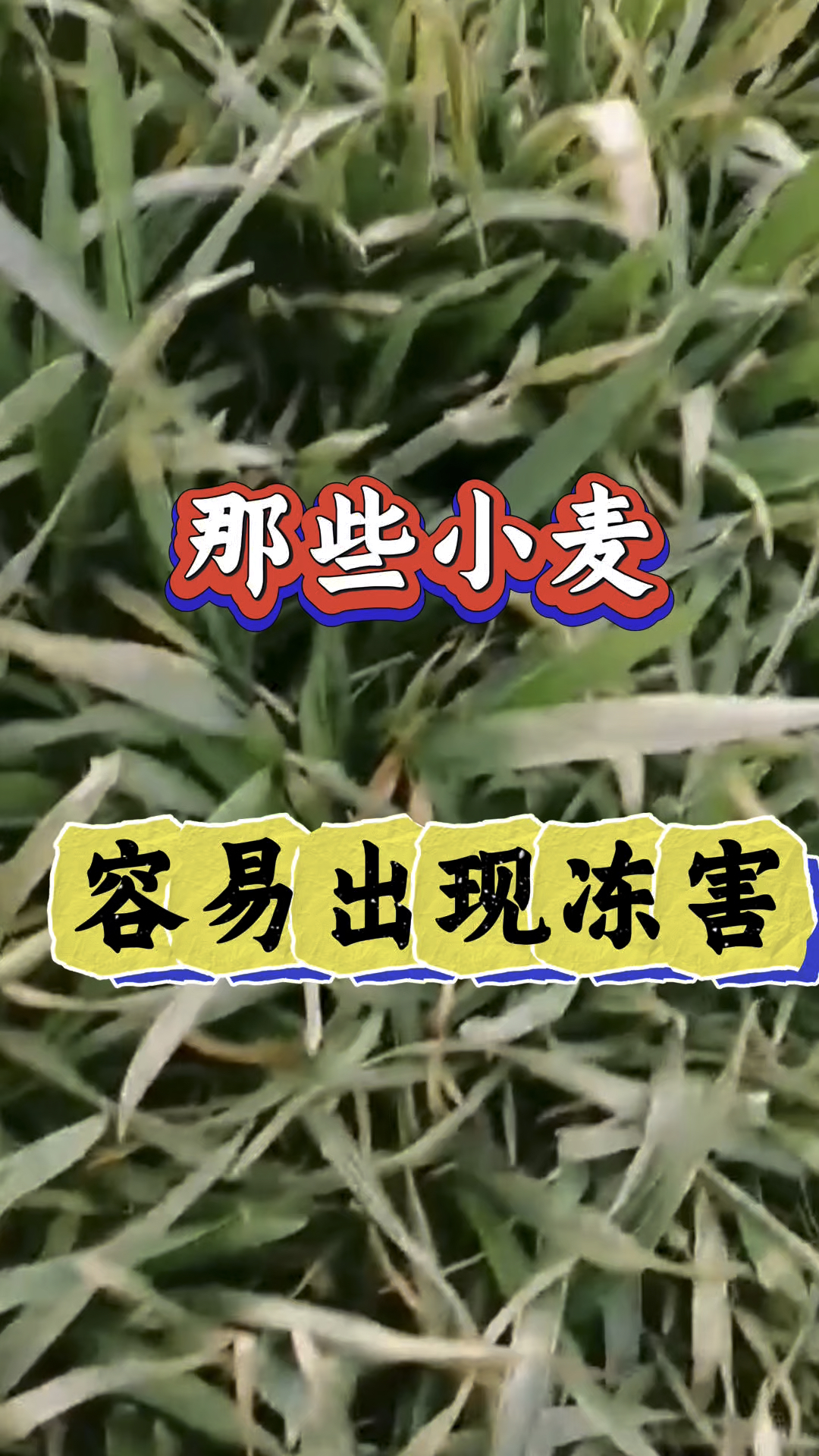 哪些小麦容易出现冻害