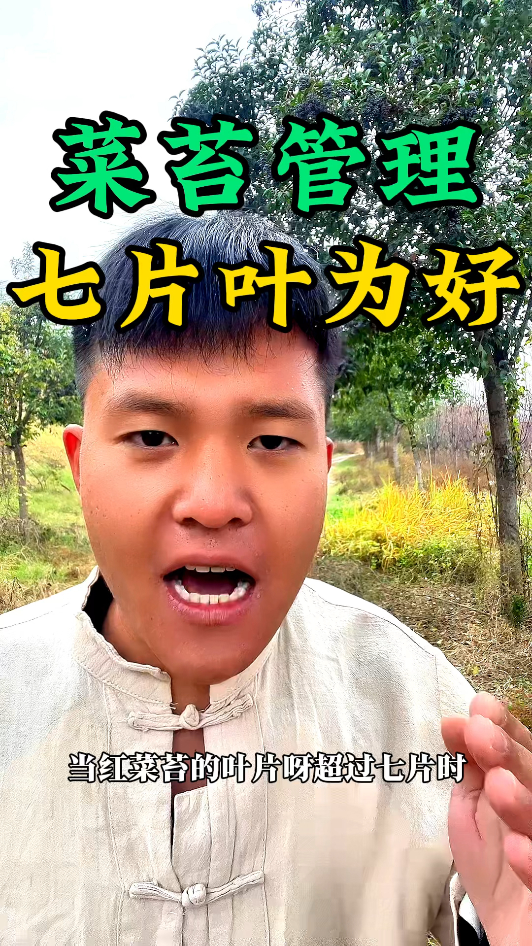 当红菜苔叶片超过七片时,我们要及时的修剪