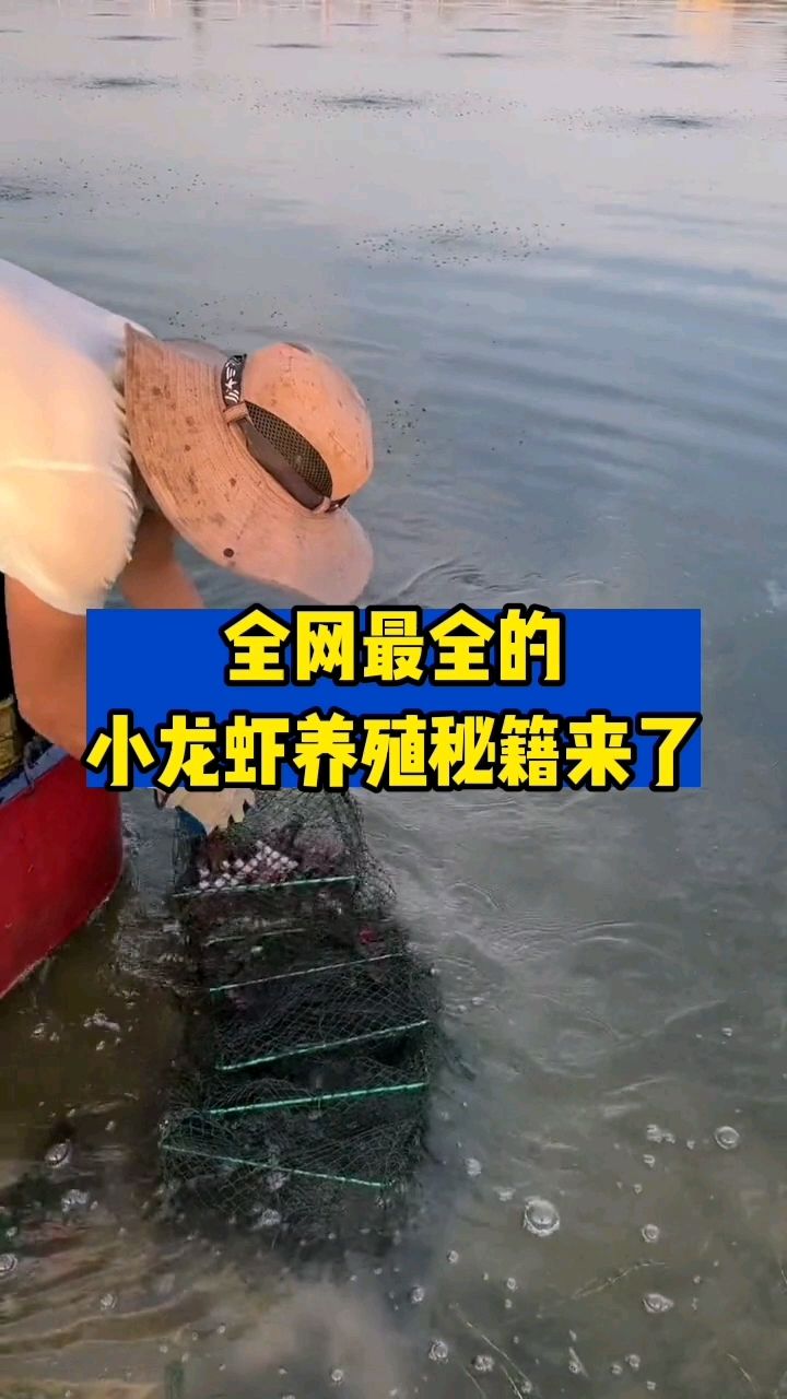 龙虾塘从水草栽种到育苗成品虾养殖的全套方案