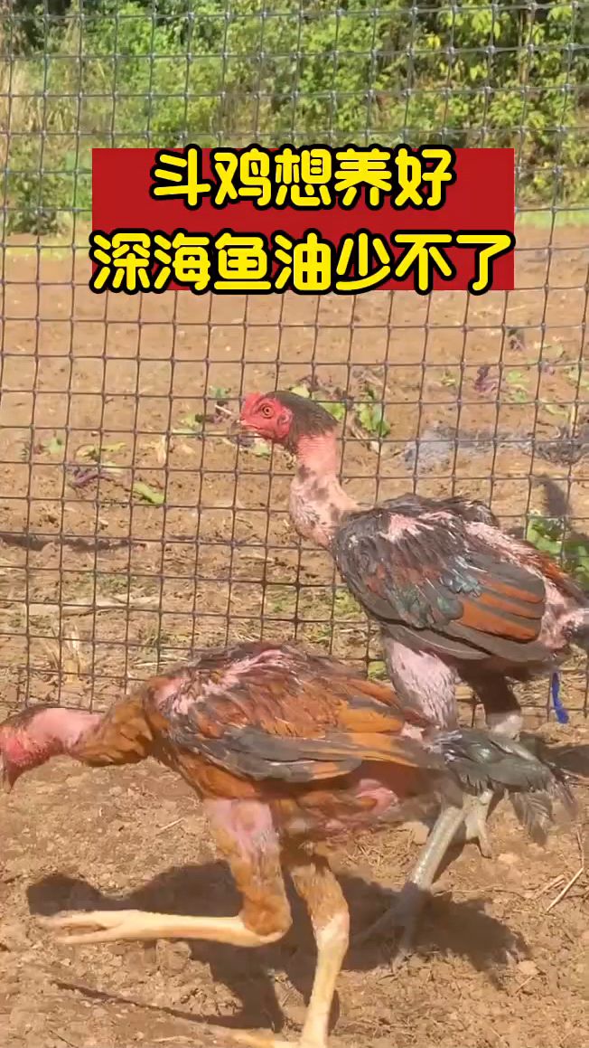 斗鸡养的好,深海鱼油不能少。