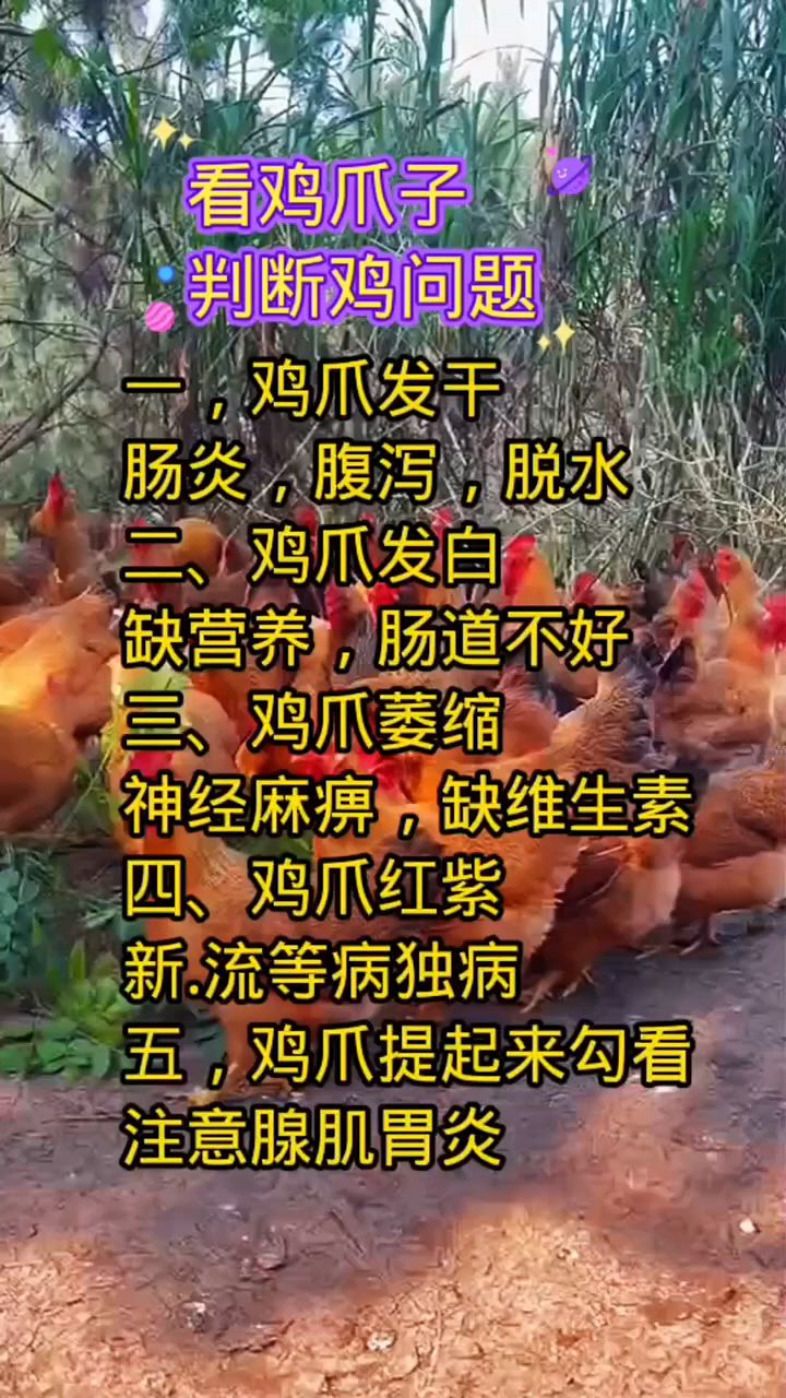 鸡有什么病,看鸡爪子就能判断。