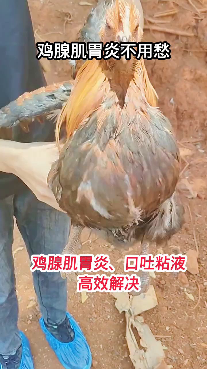 鸡腺胃炎吐水怎么办